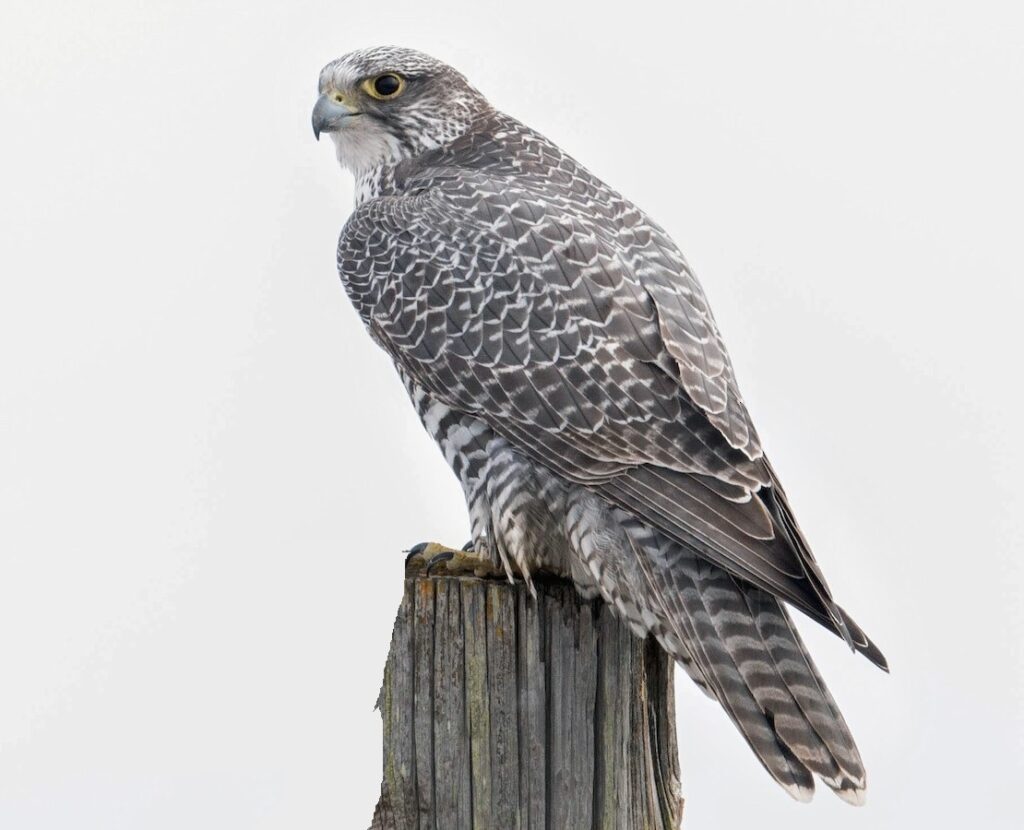 Gyr Falcon the original bird for study