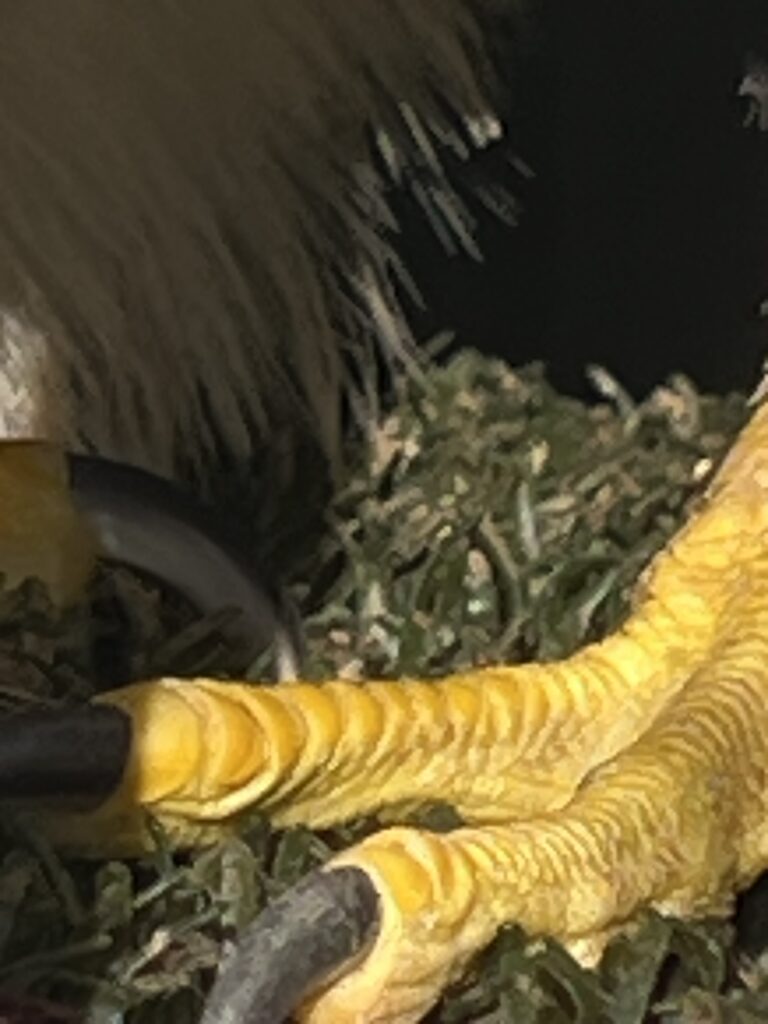 Detailed study of Falcon feet for the sculpture project