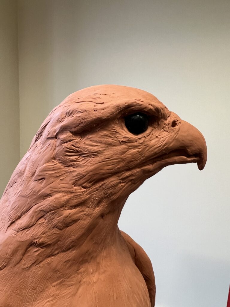 Making of the head and beak of the Gyr Falcon for the sculpture project by JOEL showing the detail of eye and beak shape