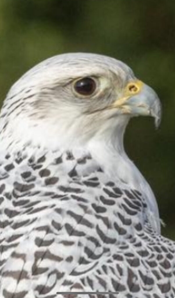 Study of the head and beak of the Gyr Falcon for the sculpture project